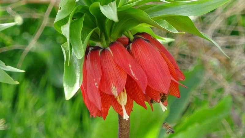 Yılda sadece 20 gün yaşıyor